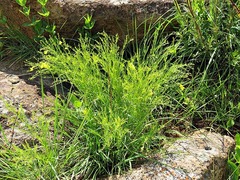 Pearsonia aristata