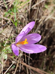 Crocus serotinus