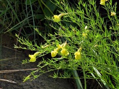 Pearsonia aristata