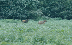 Syncerus caffer nanus