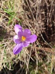 Crocus serotinus