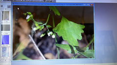 Fleischmannia incarnata