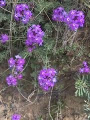 Glandularia aristigera