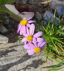 Senecio umbellatus