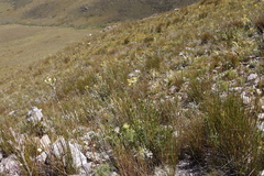 Osteospermum junceum