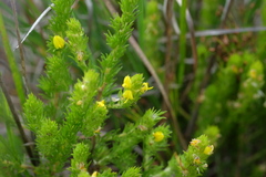 Aspalathus pycnantha