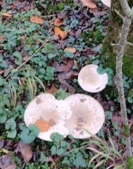 Infundibulicybe geotropa