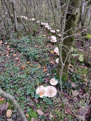 Infundibulicybe geotropa