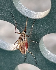 Aedes vittiger