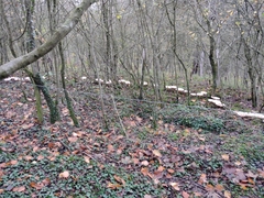 Infundibulicybe geotropa