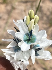 Ixia longistylis