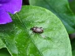 Sphenophorus brunnipennis