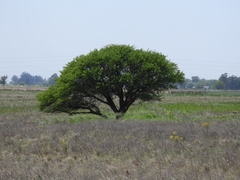 Prosopis caldenia