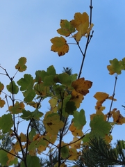 Acer opalus