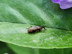Sphenophorus brunnipennis