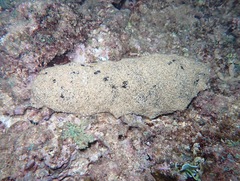 Holothuria whitmaei