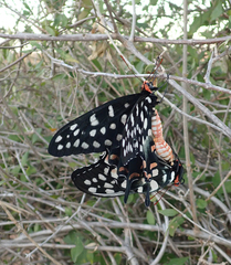 Pharmacophagus antenor