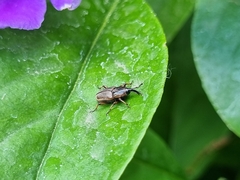 Sphenophorus brunnipennis