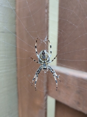 Araneus nordmanni