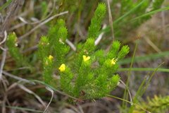 Aspalathus pycnantha