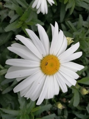Leucanthemum maximum