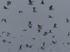 Leucophaeus pipixcan