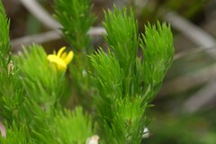 Aspalathus pycnantha