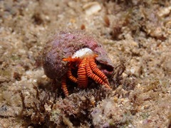 Ciliopagurus strigatus