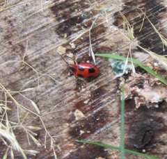 Endomychus coccineus