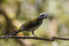 Saltator atripennis