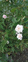 Rosa sempervirens