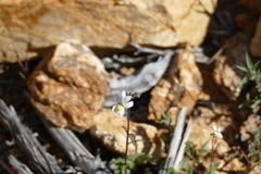 Nemesia bicornis