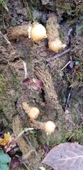 Calostoma