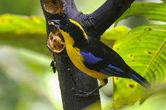 Anisognathus somptuosus