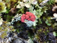 Cladonia floerkeana