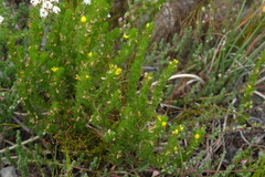 Aspalathus pycnantha