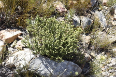 Campylostachys cernua