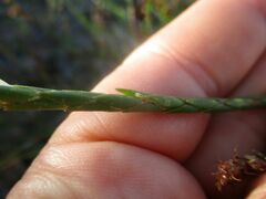 Struthiola