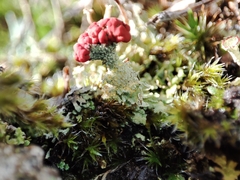 Cladonia floerkeana