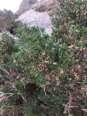 Peucephyllum schottii