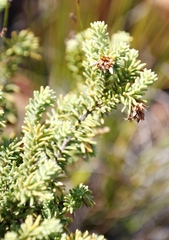 Campylostachys cernua