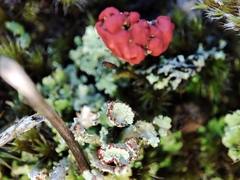 Cladonia floerkeana