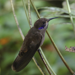 Colibri delphinae