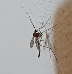 Macrocera