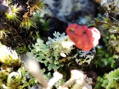 Cladonia floerkeana