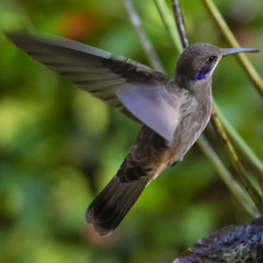 Colibri delphinae