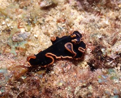 Pseudobiceros gloriosus