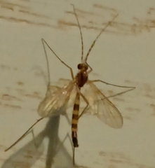 Macrocera