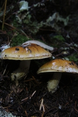 Tricholoma aurantium