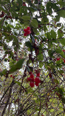 Lonicera hispidula